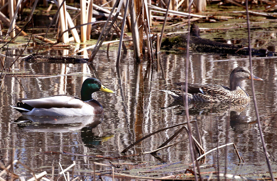 Wildlife in the La Crosse River marsh
